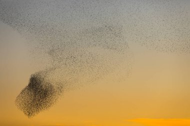 Kuzey İspanya 'daki Aiguamolls De L Emporda Doğa Parkı' nda sığırcıkların mırıldanması.