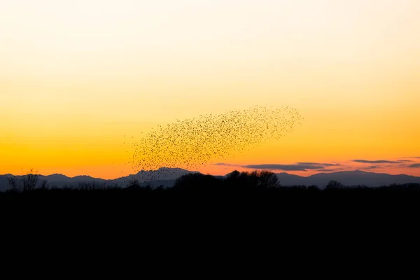 Starlings Murmuration Aiguamolls Emporda Nature Park Northern Spain — Stock Photo, Image