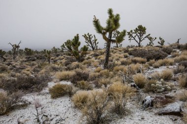 Büyük Kanyon Ulusal Parkı, Amerika Birleşik Devletleri Çölü 'nde kış manzarası