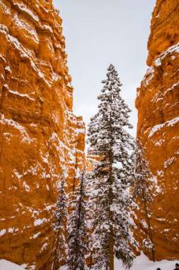 Kış manzarası Bryce Canyon Ulusal Parkı, Amerika Birleşik Devletleri