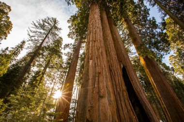 Sequoia Ulusal Parkı 'nda kış ormanı, Amerika Birleşik Devletleri