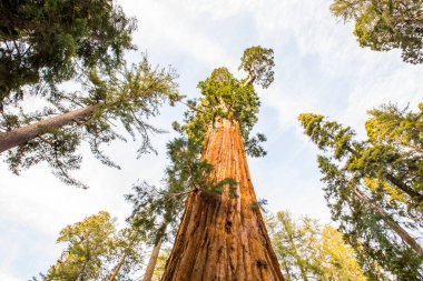 Sequoia Ulusal Parkı 'nda kış ormanı, Amerika Birleşik Devletleri