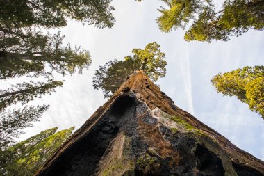 Sequoia Ulusal Parkı 'nda kış ormanı, Amerika Birleşik Devletleri