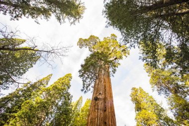 Sequoia Ulusal Parkı 'nda kış ormanı, Amerika Birleşik Devletleri