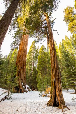 Sequoia Ulusal Parkı 'nda kış ormanı, Amerika Birleşik Devletleri