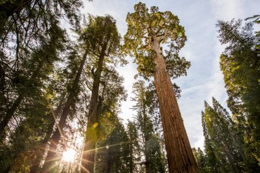 Sequoia Ulusal Parkı 'nda kış ormanı, Amerika Birleşik Devletleri