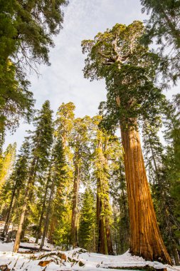 Sequoia Ulusal Parkı 'nda kış ormanı, Amerika Birleşik Devletleri