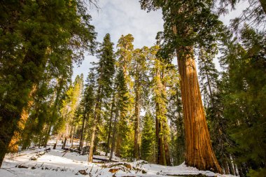 Sequoia Ulusal Parkı 'nda kış ormanı, Amerika Birleşik Devletleri