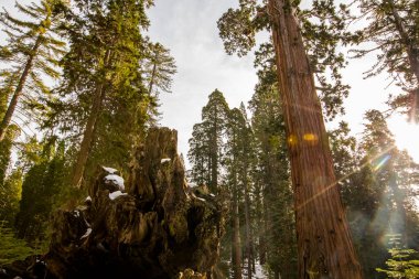 Sequoia Ulusal Parkı 'nda kış ormanı, Amerika Birleşik Devletleri