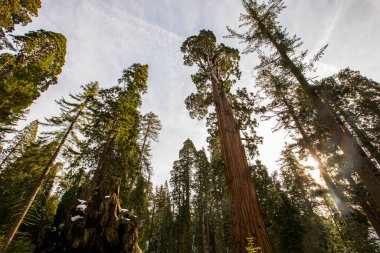 Sequoia Ulusal Parkı 'nda kış ormanı, Amerika Birleşik Devletleri