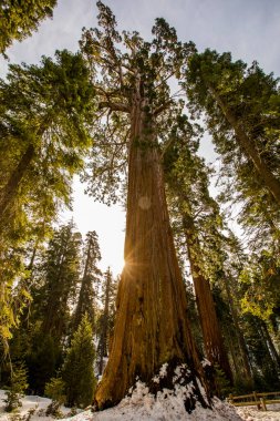 Sequoia Ulusal Parkı 'nda kış ormanı, Amerika Birleşik Devletleri