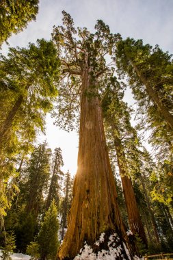 Sequoia Ulusal Parkı 'nda kış ormanı, Amerika Birleşik Devletleri