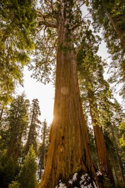 Sequoia Ulusal Parkı 'nda kış ormanı, Amerika Birleşik Devletleri