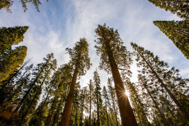 Sequoia Ulusal Parkı 'nda kış ormanı, Amerika Birleşik Devletleri