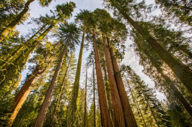 Sequoia Ulusal Parkı 'nda kış ormanı, Amerika Birleşik Devletleri