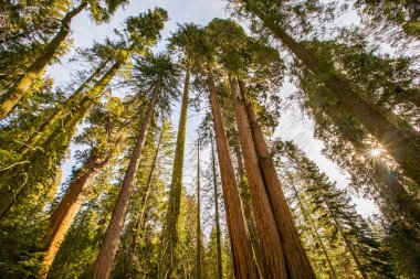 Sequoia Ulusal Parkı 'nda kış ormanı, Amerika Birleşik Devletleri