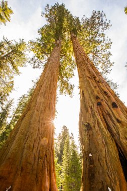 Sequoia Ulusal Parkı 'nda kış ormanı, Amerika Birleşik Devletleri