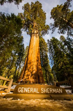 Sequoia Ulusal Parkı 'nda kış ormanı, Amerika Birleşik Devletleri