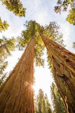 Sequoia Ulusal Parkı 'nda kış ormanı, Amerika Birleşik Devletleri