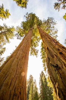 Sequoia Ulusal Parkı 'nda kış ormanı, Amerika Birleşik Devletleri