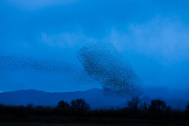 Kuzey İspanya 'daki Aiguamolls De L Emporda Doğa Parkı' nda sığırcıkların mırıldanması.