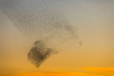 Kuzey İspanya 'daki Aiguamolls De L Emporda Doğa Parkı' nda sığırcıkların mırıldanması.