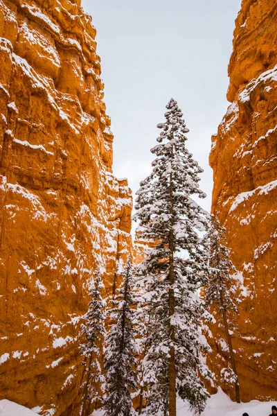 Krajobraz Zimowy Parku Narodowym Bryce Canyon Stany Zjednoczone Ameryki — Zdjęcie stockowe