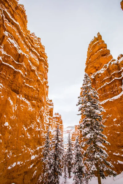 Winter Landscape Bryce Canyon National Park United States America — Stock Photo, Image