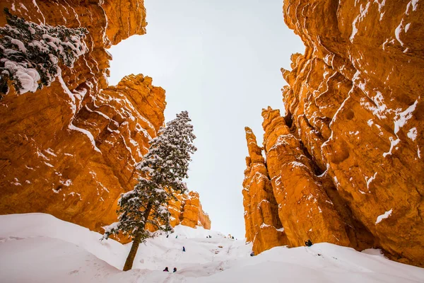 stock image Winter landscape in Bryce Canyon National Park, United States Of America