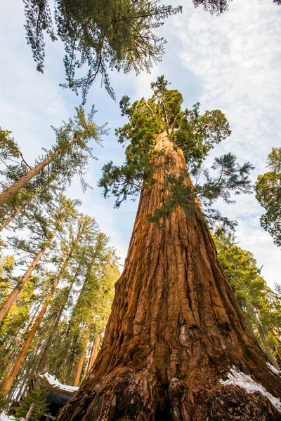 Floresta Inverno Sequoia National Park Estados Unidos América — Fotografia de Stock