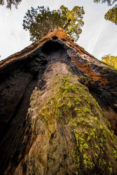 Winterwald Sequoia National Park Vereinigte Staaten Von Amerika — Stockfoto