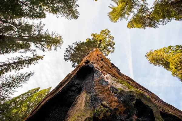 Bosque Invierno Parque Nacional Sequoia Estados Unidos América — Foto de Stock