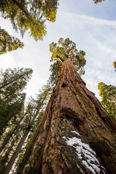 美利坚合众国红杉国家公园的冬季森林 — 图库照片