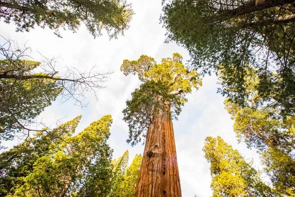 Floresta Inverno Sequoia National Park Estados Unidos América — Fotografia de Stock