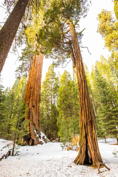 stock image Winter forest in Sequoia National Park, United States Of America