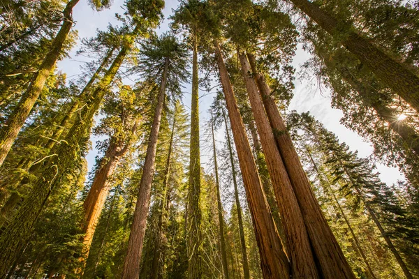 Sequoia Ulusal Parkı Nda Kış Ormanı Amerika Birleşik Devletleri — Stok fotoğraf
