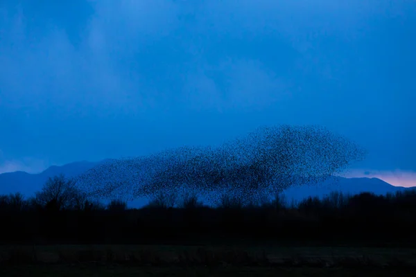 stock image Starlings murmuration in Aiguamolls De L Emporda Nature Park, northern Spain.