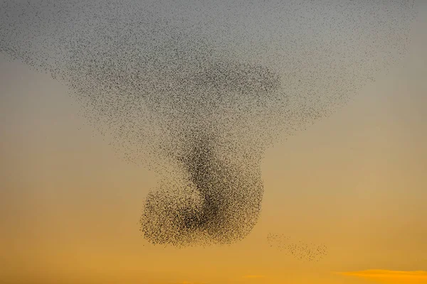 Starlings Zúgolódás Aiguamolls Emporda Nature Park Észak Spanyolország — Stock Fotó