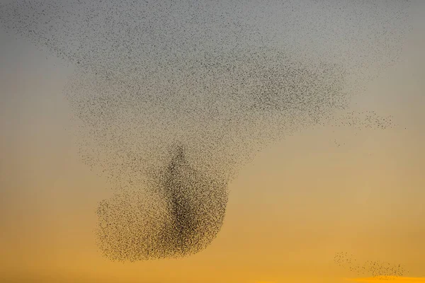 Starlings Zúgolódás Aiguamolls Emporda Nature Park Észak Spanyolország — Stock Fotó