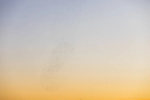 Starlings Murmuration Aiguamolls Emporda Nature Park Northern Spain — Stock Photo, Image