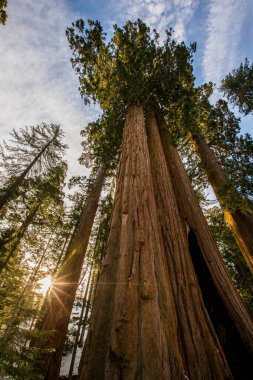 Sequoia Ulusal Parkı 'nda kış ormanı, Amerika Birleşik Devletleri