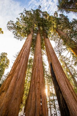 Sequoia Ulusal Parkı 'nda kış ormanı, Amerika Birleşik Devletleri