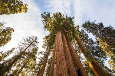 Sequoia Ulusal Parkı 'nda kış ormanı, Amerika Birleşik Devletleri