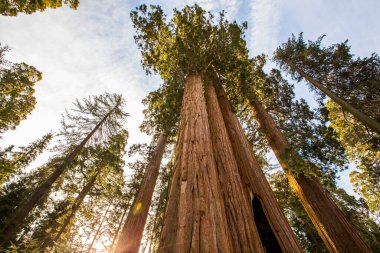 Sequoia Ulusal Parkı 'nda kış ormanı, Amerika Birleşik Devletleri