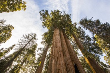 Sequoia Ulusal Parkı 'nda kış ormanı, Amerika Birleşik Devletleri