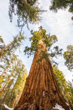 Sequoia Ulusal Parkı 'nda kış ormanı, Amerika Birleşik Devletleri