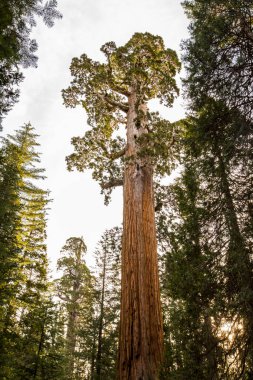 Sequoia Ulusal Parkı 'nda kış ormanı, Amerika Birleşik Devletleri