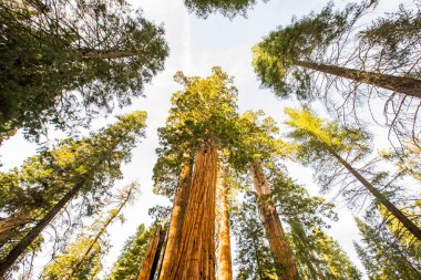 Sequoia Ulusal Parkı 'nda kış ormanı, Amerika Birleşik Devletleri