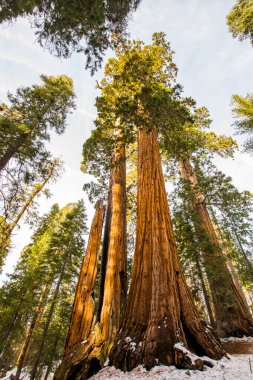 Sequoia Ulusal Parkı 'nda kış ormanı, Amerika Birleşik Devletleri