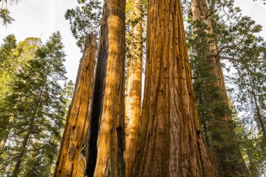 Sequoia Ulusal Parkı 'nda kış ormanı, Amerika Birleşik Devletleri